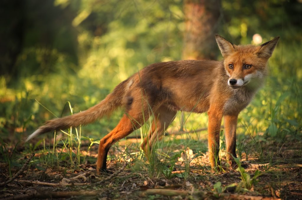 Morsure par un renard chez le chat