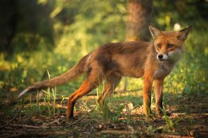 Morsure par un renard chez le chat