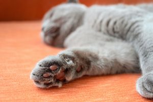 Gray Scottish cat sleeping on an orange couch, blurred background. Cat's paw in the foreground.