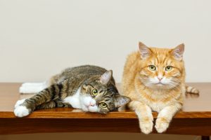 Grey and red cat lie together