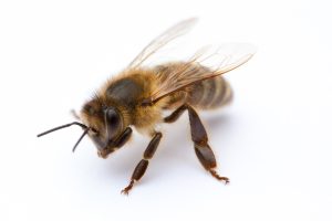 Piqûre d'abeille chez le chat