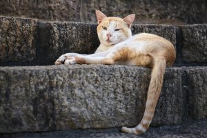 Fracture de la queue chez le chat