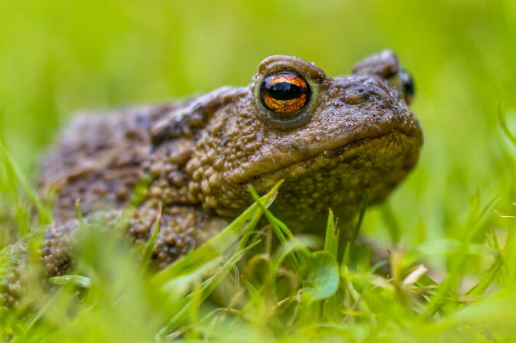 Intoxication par ingestion de grenouille ou crapaud chez le chat