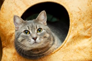 Portrait of gray tabby domestic cat in the yellow cat house