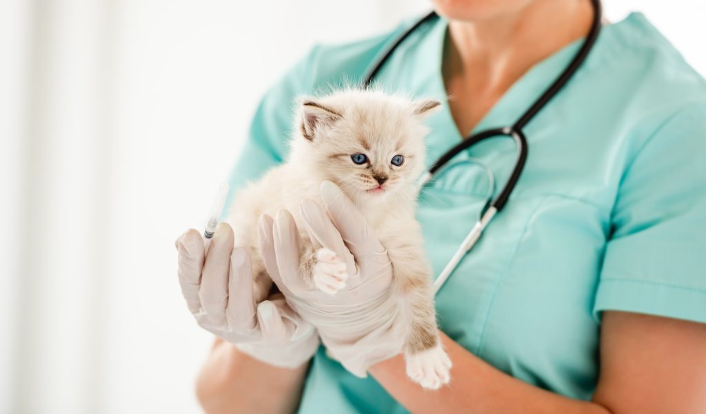 Ingestion de corps étranger chez le chat