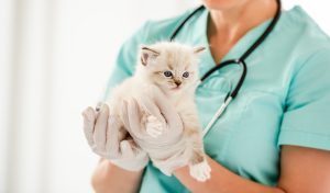 Ingestion de corps étranger chez le chat