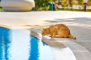 Noyade chez le chat