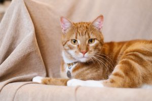 Intoxication à l'amitraze chez le chat