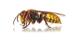 Piqûre de frelon chez le chat