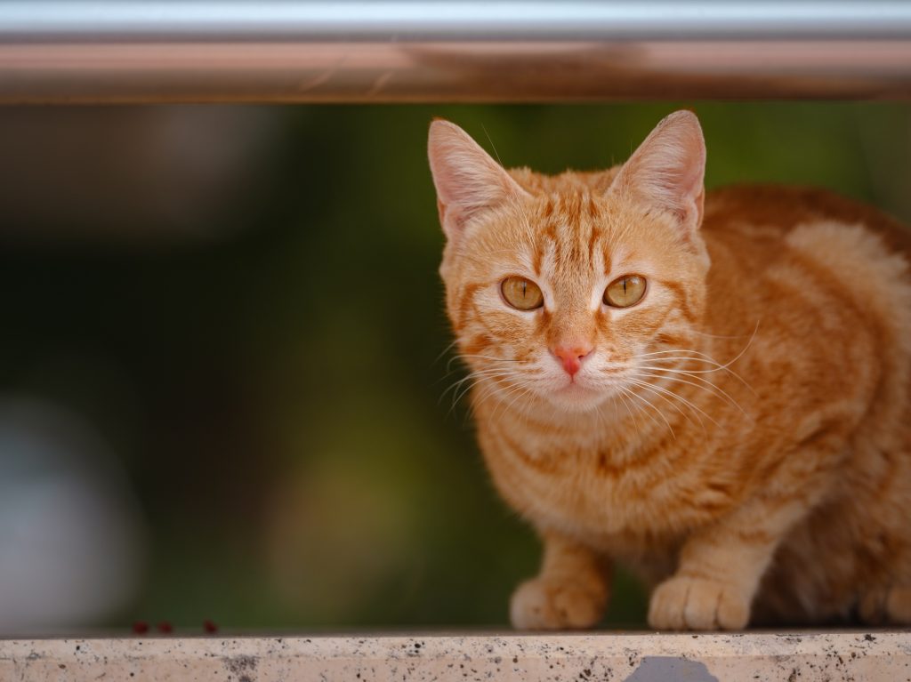 Street cats of Turkey country