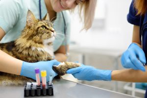 Hémorragie chez le chat