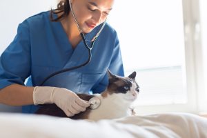 Asphyxie chez le chat