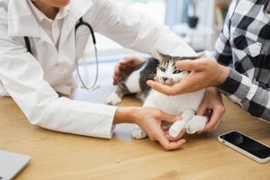Fracture des métatarses chez le chat