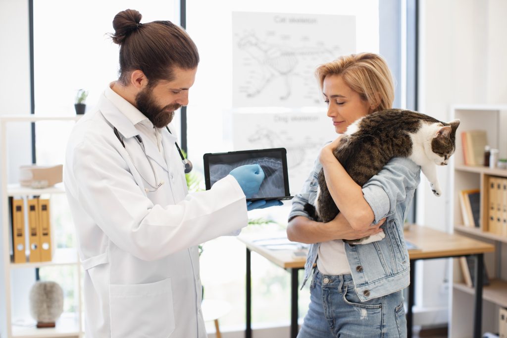 Fracture du tibia chez le chat