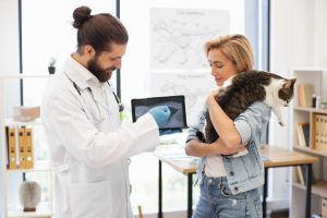 Fracture du tibia chez le chat