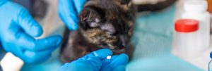 Intoxication au Prozac chez le chat