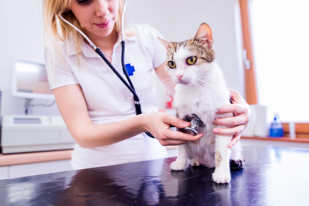 Luxation de l'épaule chez le chat