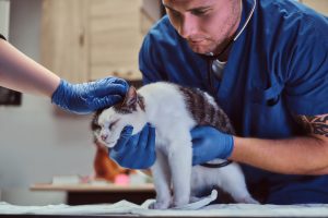Luxation de la hanche chez le chat