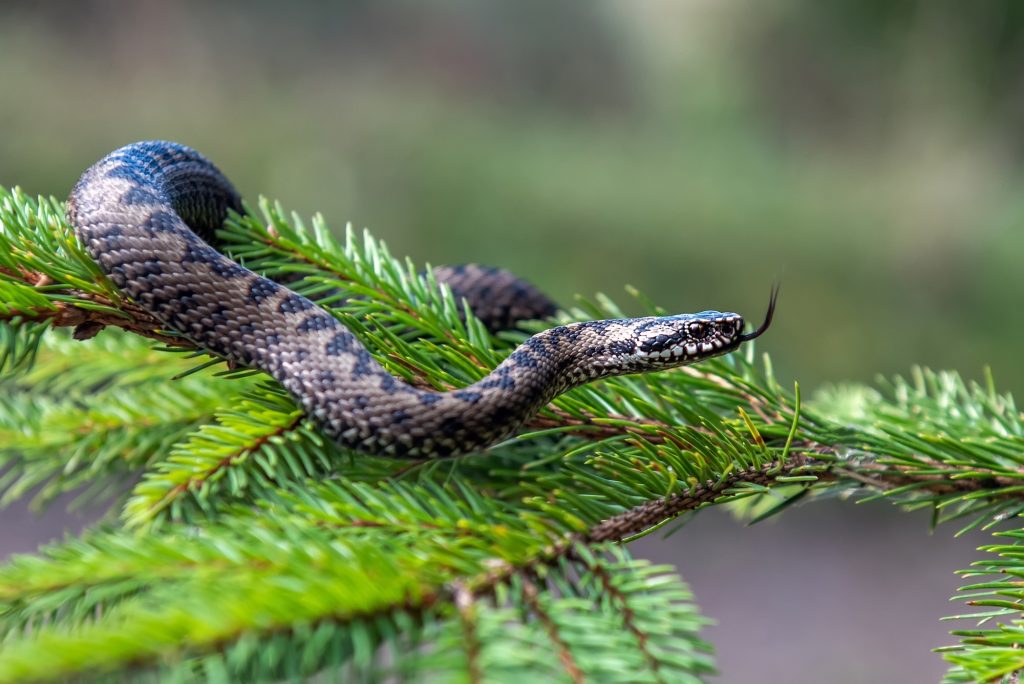 Morsure de serpent chez le chat