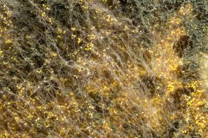 Intoxication aux mycotoxines chez le chat
