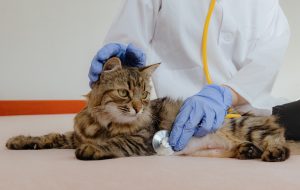 Cytologie chez le chat