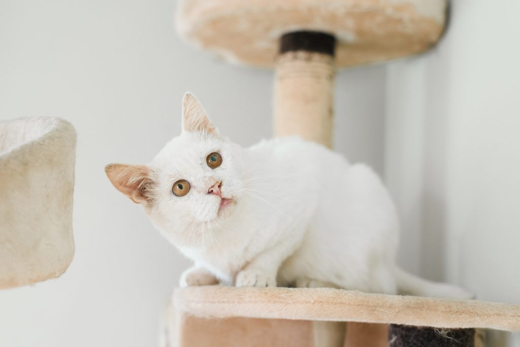 Contractures musculaires chez le chat
