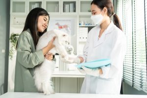 Bilan vétérinaire annuel chez le chat