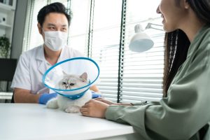 Consultation de gastro-entérologie chez le chat
