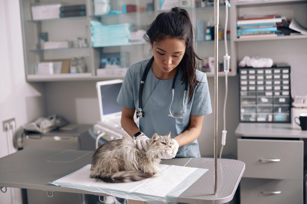 Consultation généraliste chez le chat