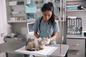 Consultation généraliste chez le chat