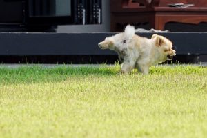 Top 4 des répulsifs naturels pour dissuader les chiens d'uriner devant chez vous