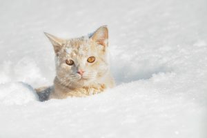 Hypothermie chez le chat