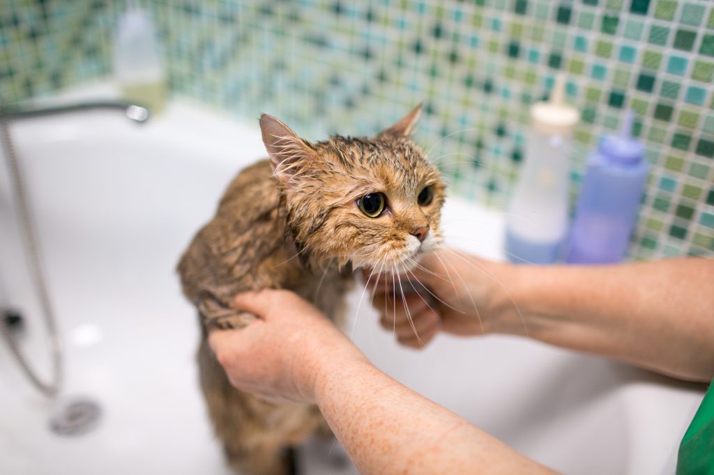 Les 3 erreurs à ne pas faire quand on toilette son chat