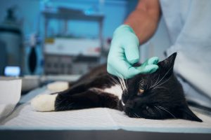Choc anaphylactique chez le chat