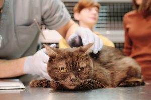 Consultation d'urgence chez le chat