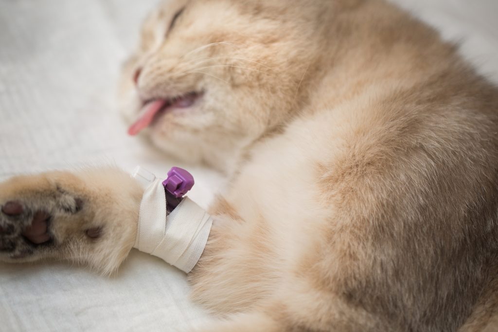 Euthanasie chez le chat