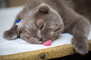 Anesthésie chez le chat