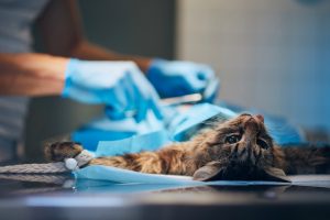 Laparotomie chez le chat