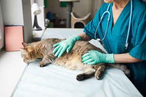 Consultation de reproduction chez le chat