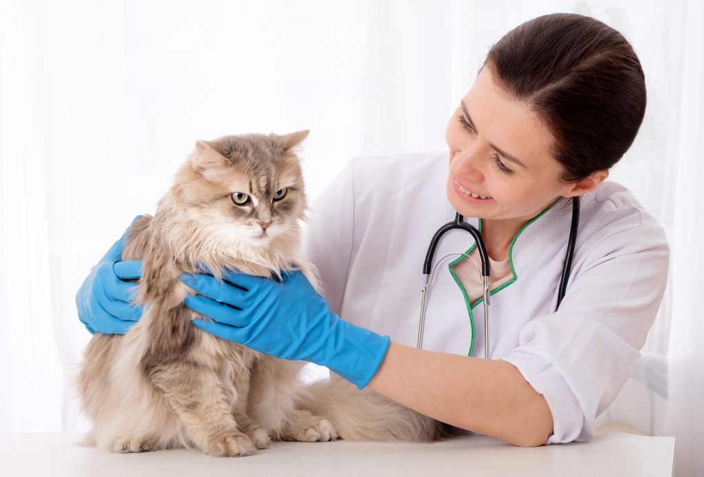 Biopsie chez le chat