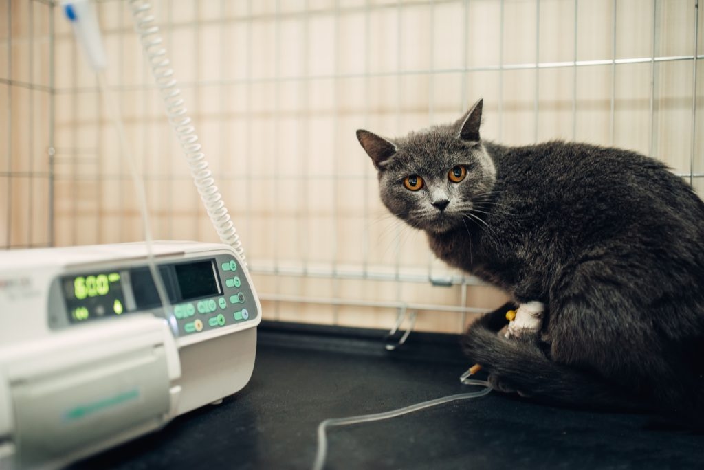 Cat on a drip after surgery operation in clinic