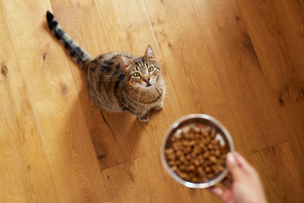 Consultation de nutrition chez le chat