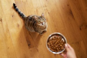 Consultation de nutrition chez le chat