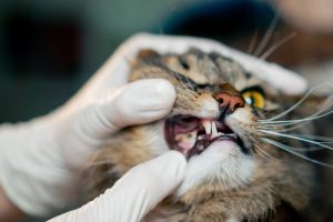 Consultation de dentisterie chez le chat