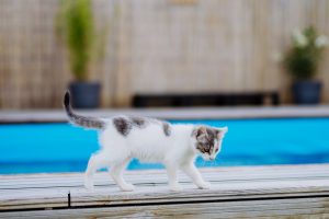 C'est les vacances d'été ! Mais au fait, les chats savent-ils nager ?