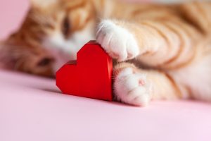 Consultation de cardiologie chez le chat
