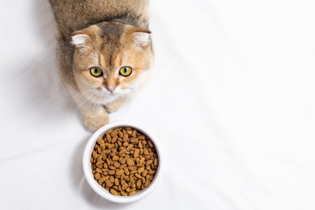 Surconsommation alimentaire chez le chat