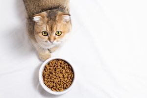 Surconsommation alimentaire chez le chat