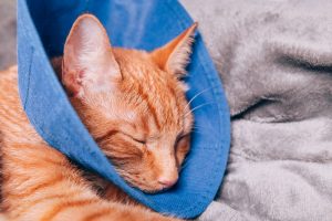 Arthrotomie chez le chat