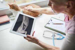 Radiographie chez le chat